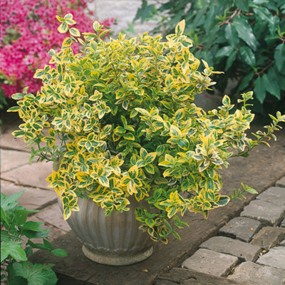 Euonymus Emerald Gold Golden Variegated Evergreen Shrub 10.5Cm X 3 from B&Q