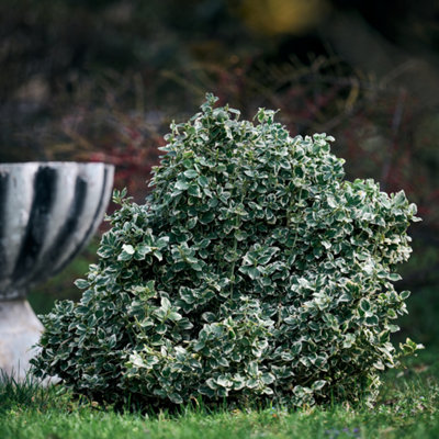 Euonymus Emerald Gaiety Variegated Green And White Evergreen Shrub 10.5Cm X 6 from B&Q