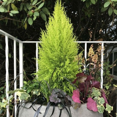 Cupressus Goldcrest Wilma Golden Lemon Scented Evergreen Conifer 1L X 6 from B&Q