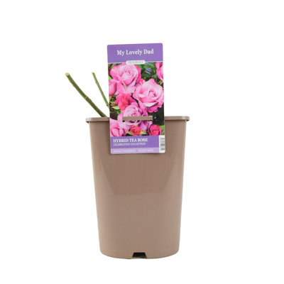 Wedding Bells Rose In Nursery Pot from B&Q
