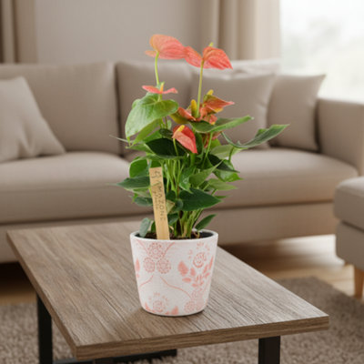  - Anthurium Pink Flamingo Flower Exotic Indoor Plant In 12Cm Pot In Ceramic Old Style Rose
