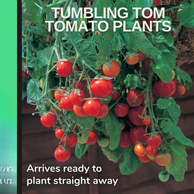 Tomato Tumbling Tom Red 25Cm Hanging Basket from B&Q