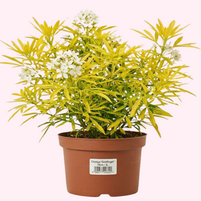 Choisya Goldfinger Mexican Orange Blossom3L from B&Q
