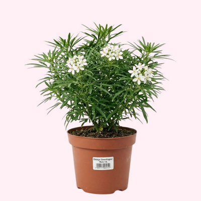 Choisya Greenfingers Mexican Orange Blossom3L Pot from B&Q