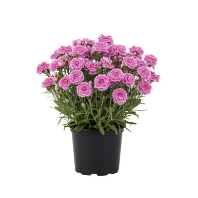 Dianthus Pink Kisses 10.5Cm Selecta Pink Kisses (48331) X 3 from B&Q
