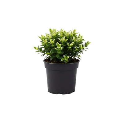 Euonymus Paloma Blanca 7.5L Potted Evergreen Shrub from B&Q