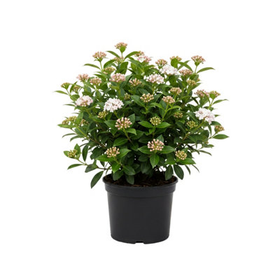 Viburnum Tinus Gwenllian 3L Potted Evergreen Shrub from B&Q