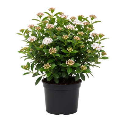 Viburnum Tinus Eve Price 3L Potted Evergreen Shrub from B&Q