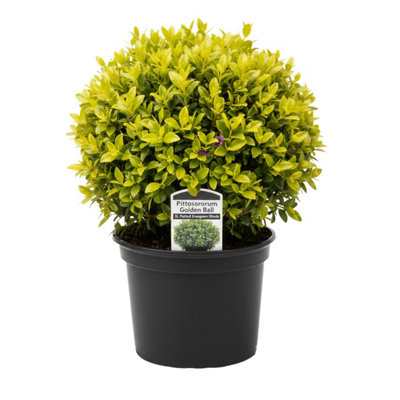 Pittosporum Golden Ball 3L Potted Evergreen Shrub from B&Q