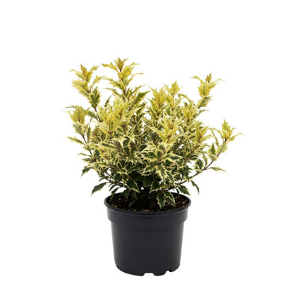  - Osmanthus Goshiki 3L Potted Variegated Evergreen Shrub