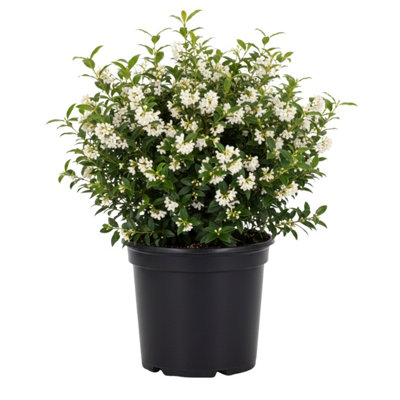  - Osmanthus Burkwoodii 3L Potted Fragrant Evergreen Shrub