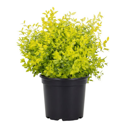  - Ligustrum Muster 3L Potted Evergreen Shrub