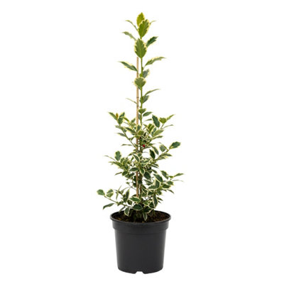 Ilex Argentea Marginata 3L Potted Variegated Holly Shrub from B&Q
