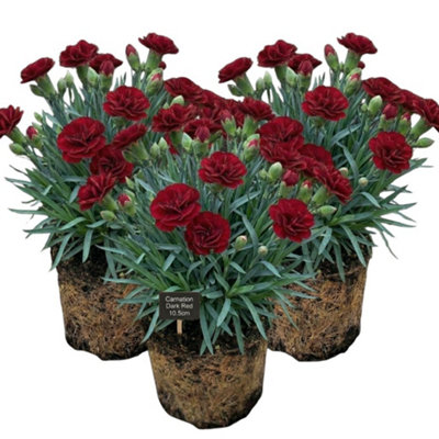 Carnation Dark Red 10.5Cm Potted Bedding 3 Plants from B&Q