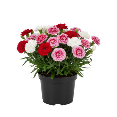 Carnation Growers Selection 10.5Cm Potted Bedding 3 Plants from B&Q