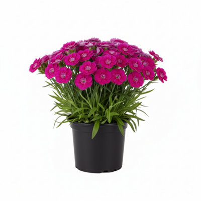 Dianthus Oscar 10.5Cm Potted Bedding 6 Plants from B&Q