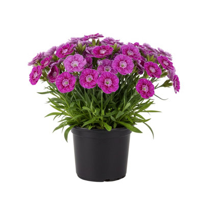 Dianthus Oscar Purple Star 10.5Cm Potted Bedding 3 Plants from B&Q