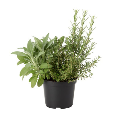 Winter Cooking Herb Collection Sage Thyme And Rosemary 1L Potted 6 Plants