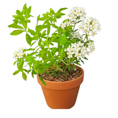 Choisya Snow Flurries Mexican Orange Blossom3L Pot from B&Q