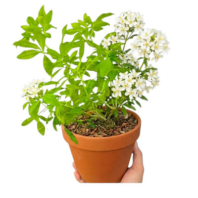 Choisya Aztec Gold Mexican Orange Blossom3L Pot from B&Q