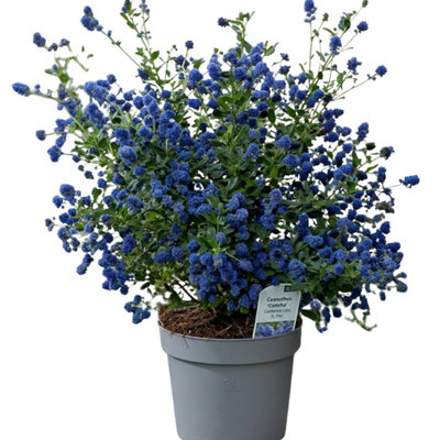 Ceanothus Concha California Lilac3L Pot from B&Q