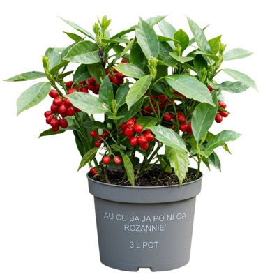 Aucuba Japonica Rozannie3L Pot from B&Q