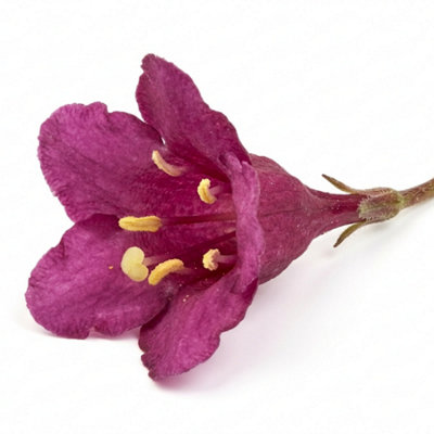  - Weigela Florida Victoria2L Pot
