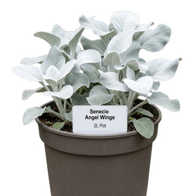 Senecio Angel Wings2L Pot Silver Foliage Plant from B&Q