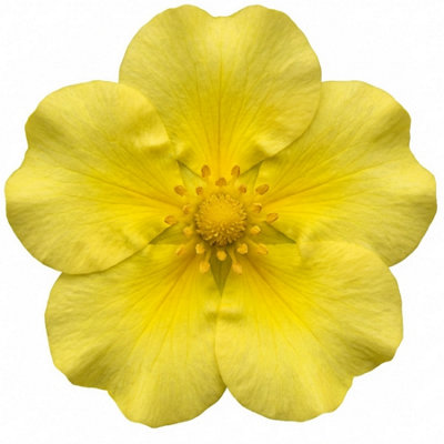 Potentilla Goldfinger2L Pot from B&Q