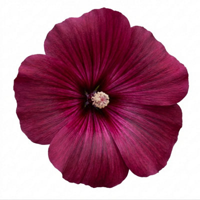 Lavatera Burgundy Wine2L Pot from B&Q