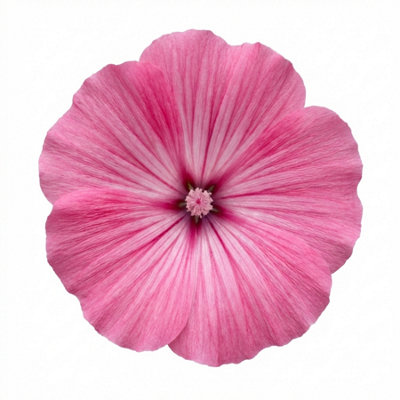 Lavatera Bredon Springs2L Pot from B&Q