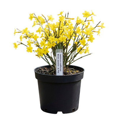 Jasminum Nudiflorum Winter Jasmine2L Pot from B&Q
