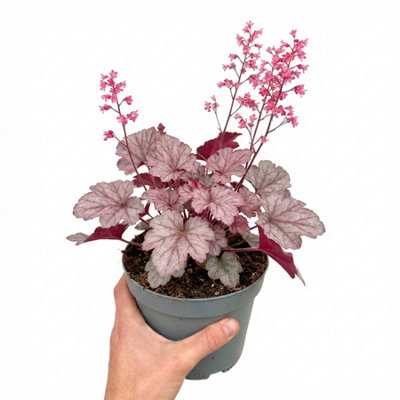  - Heuchera Pink Fizz Coral Bells2L Pot
