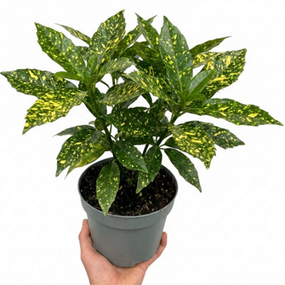  - Aucuba Japonica Crotonifolia Spotted Laurel