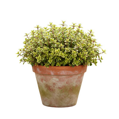  - Thyme Doone Valley Lemon Scented 3
