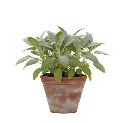  - Sage Bergarten Broad Leaved Culinary Sage 3
