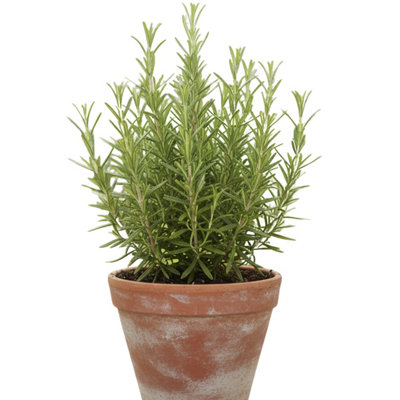 - Rosemary Speedy3 Pack Fast Growing Culinary Herb