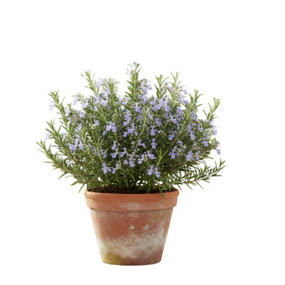  - Rosemary Blue Winter 3: Hardy Aromatic Culinary Herb Plants