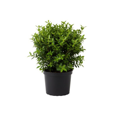 Euonymus Microphyllus Evergreen Ornamental Garden Shrub Plant from B&Q