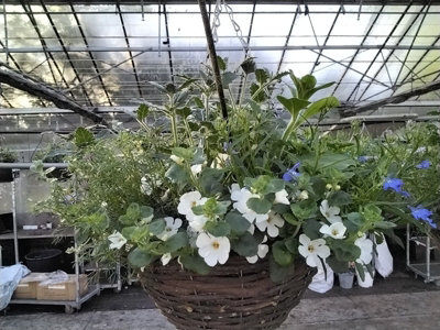 Seasonal 30Cm Wicker Hanging Basket Cool Mix from B&Q