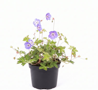 Geranium Rozanne Gerwat   2L 17Cm Pot Blue Hardy Perennial from B&Q