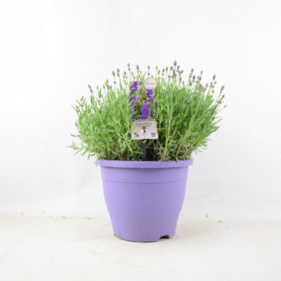 Lavender Essence Purple 5L Pot from B&Q