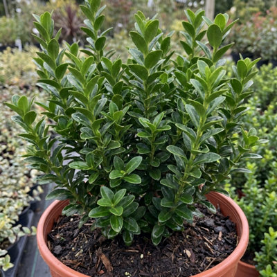 Euonymus Japonicus Microphyllus Box Leaf Evergreen Shrub 2L Pot from B&Q