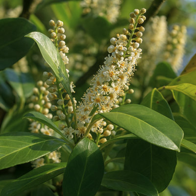  - Prunus Rotundifolia Evergreen Laurel Hedging Plant 2L Pot