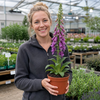  - Digitalis Dalmatian Purple Foxglove Perennial Plant 17Cm Pot 2L