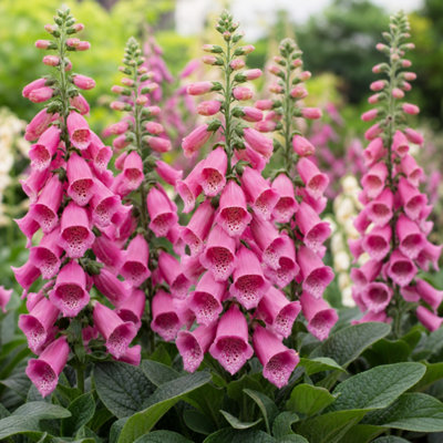  - Digitalis Dalmatian Rose Foxglove Perennial Plant 17Cm Pot 2L