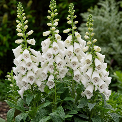  - Digitalis Dalmatian White Foxglove Perennial Plant 17Cm Pot 2L