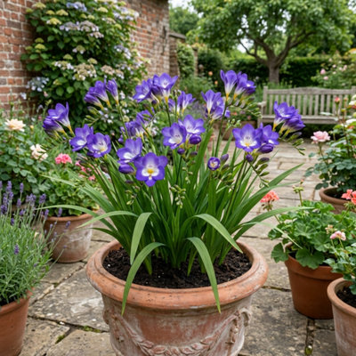  - Freesia Delta River Fragrant Blue Flowering Perennial Plant 17Cm Pot 2L