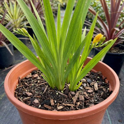  - Freesia Gold River Fragrant Yellow Flowering Perennial Plant 17Cm Pot 2L