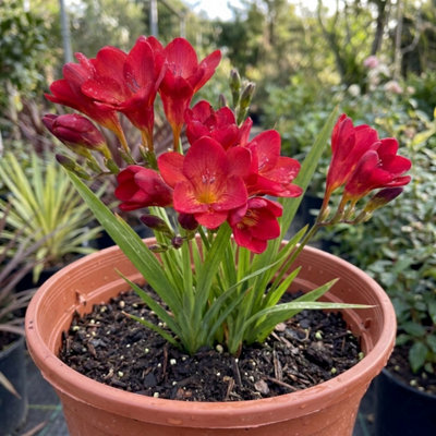  - Freesia Red River Fragrant Red Flowering Perennial Plant 17Cm Pot 2L